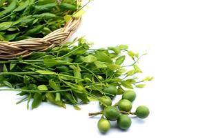 Melientha suavis pierre vegetables or Pak wan in Thai name, isolated on white background. Concept, local northern food ingredient in Thailand that can find from forest, can be cooked for variety menu. photo