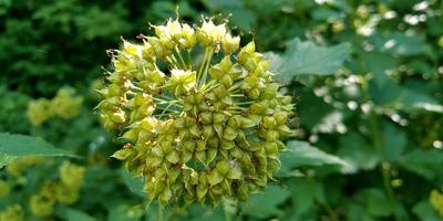 tóxico plantas. flores floreciente. naturaleza fotografía. foto