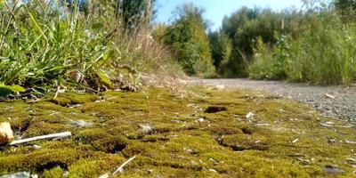 Green moss on the ground. Old tree and young grass. Spring nature. photo