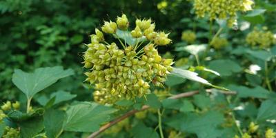 Toxic plants. Flowers blooming. Nature picture. photo