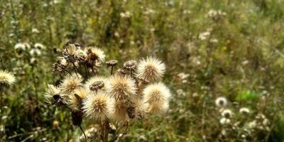 Blooming thistle in the evening sunlight. Dry grass. photo
