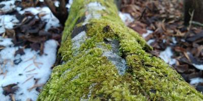 Blurred moss background. Green moss on the ground. Old tree and young grass. Spring nature. photo