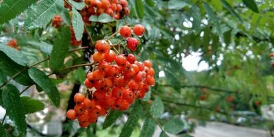 Rowan branches with ripe berries close-up. Rowan tree branches and green leaves. Nature picture. photo