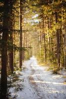 camino en bosque de invierno. foto