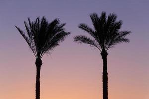 silhouette of two palm trees against sky at sunrise, Egypt photo