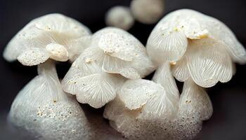 Close up of japanese enoki mushrooms. photo