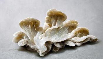 Oyster mushroom pleurotus paths. photo