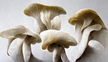 Oyster mushrooms on a white background. photo