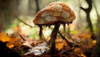 Sunlit mushroom with orange cap in woods. photo