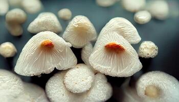 White mushrooms in bin, Close up. photo