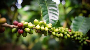 Coffee tree with red coffee beans on coffee plantation. photo