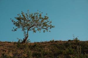 increíble árbol a laico abajo y relajarse foto