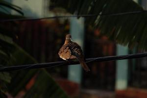 Adult brown pigeon sitting on a cable photo