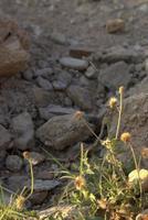 flores creciente en el rocas foto