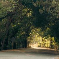 la carretera con un árbol túnel foto