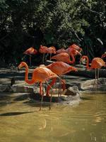 Flamingos chilling at the zoo photo