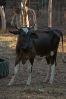 retrato de un vaca a el granja foto