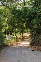 bonito ver de un camino en el bosque foto