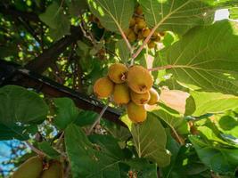 Kiwi picking season. Kiwi on a kiwi tree plantation with with huge clusters of fruits. Garden with trees and organic fruits. Vegan and gardening concept photo