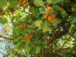 Kiwi picking season. Kiwi on a kiwi tree plantation with with huge clusters of fruits. Garden with trees and organic fruits. Vegan and gardening concept photo