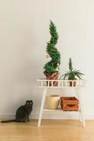 Indoor cypress or thuja in pot is decorating balls like Christmas tree and cat sits near it. Alternative trees for christmas . photo