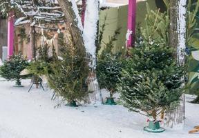 Christmas trees and spruce xmas branches for decoration in farm market for sale in winter holiday season photo