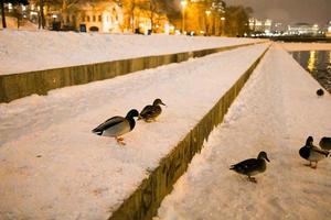 Winter portrait of duck in a winter public park. Duck birds are standing or sitting in the snow. Migration of birds. Ducks and pigeons in the park are waiting for food from people. photo