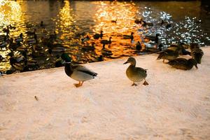 Winter portrait of duck in a winter public park. Duck birds are standing or sitting in the snow. Migration of birds. Ducks and pigeons in the park are waiting for food from people. photo