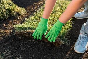 Close up woman laying sod for new garden lawn - turf laying concept photo