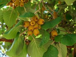 Kiwi tree plantation with brunches of fruits. Garden with trees and organic fruits. Gardening and vegan concept photo