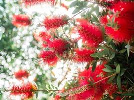 Red Bottlebrush flower - Summer greenery and blooming photo