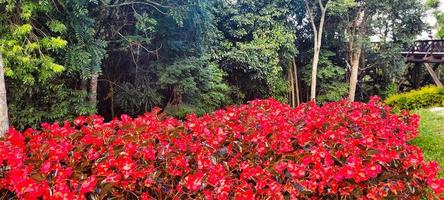 garden with red flowers in sunny day photo