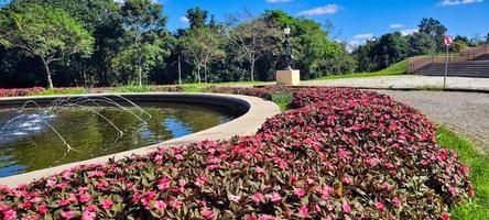 garden with red flowers in sunny day photo