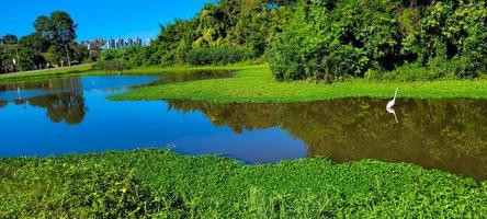 tropical natural lake with vegetation and white egret photo