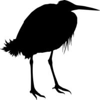 Vector silhouette of Bird on white background