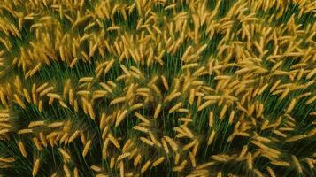 golden Wheat field, Image photo