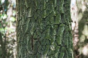 Close up of tree trunk with green lichen photo