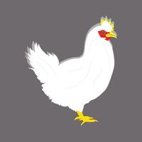 A beautiful white hen vector art work illustration