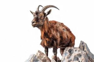 Wild goat in stones on a white background, isolate. . photo