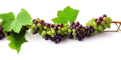 Vine of fresh blue-green grapes, isolate on white background. Sprig of organic natural food. . photo