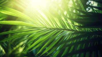 Background from palm green leaves. Tropical wallpaper. . photo