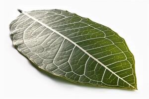 Green textural leaf from a tree close-up, isolate. . photo