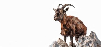Wild goat in stones on a white background, isolate. . Header banner mockup with space. photo