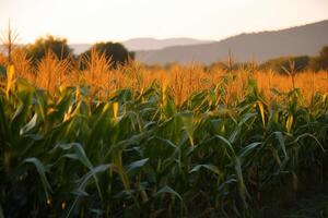 maíz campo en el Mañana Dom. agricultura con natural ecológico vegetales. ai generado. foto