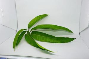 Top view of mango leaves on white background. photo