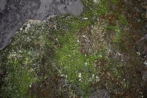 concrete wall with moss and lichen photo