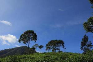 The tea plantations background, Tea plantations in morning light photo