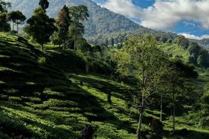 The tea plantations background, Tea plantations in morning light photo