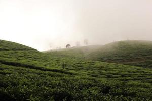 Tea garden and mountain view in the morning and sunrise photo