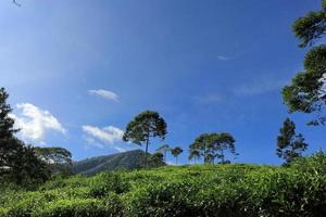 The tea plantations background, Tea plantations in morning light photo